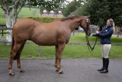 A horse stood up correctly