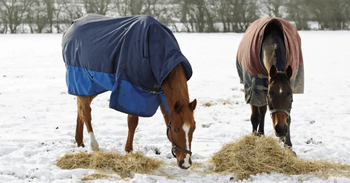 Horses eating hay in the snow