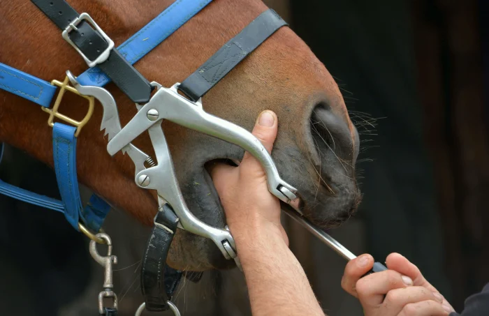 Horse having teeth rasped