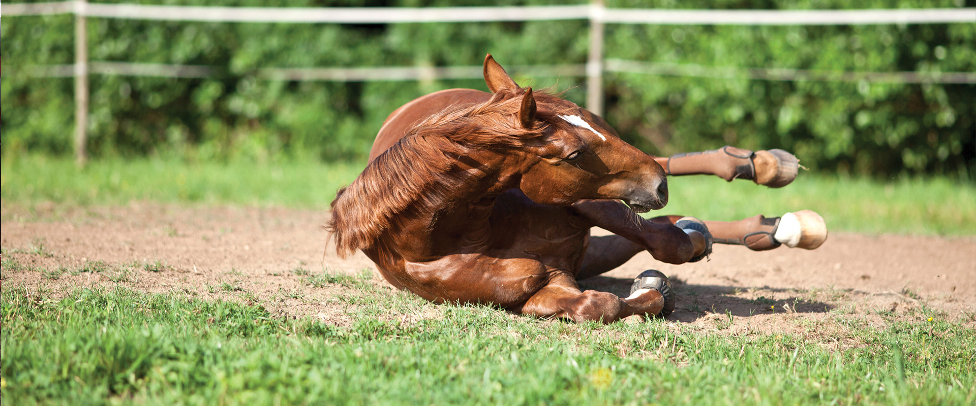 Horse insurance reviews image