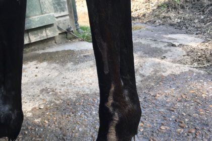 Max's injured leg