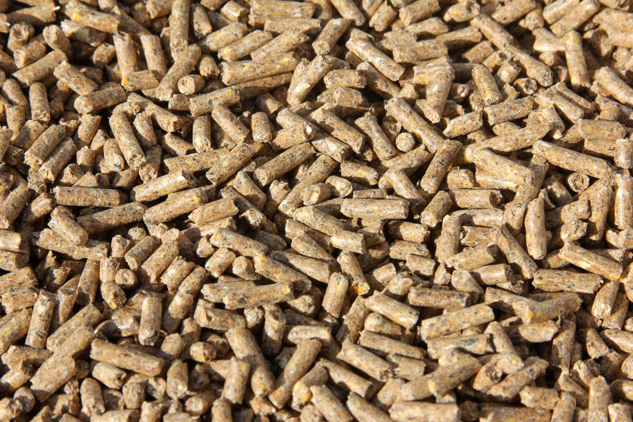 Horse Feed Image