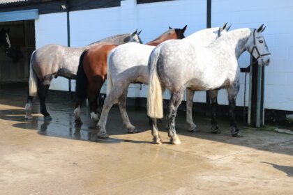 Lynn Russell's Horses