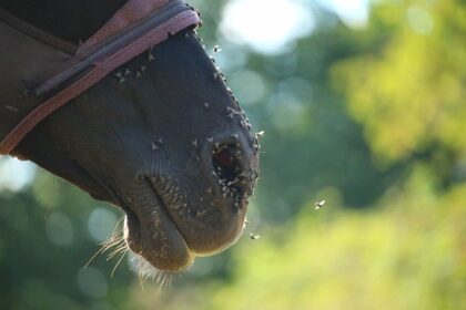Horse with flies around face