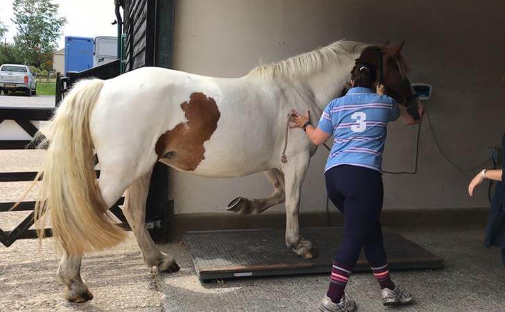 Luna on a weigh bridge