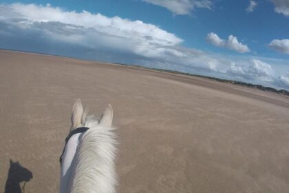 Albie at the beach