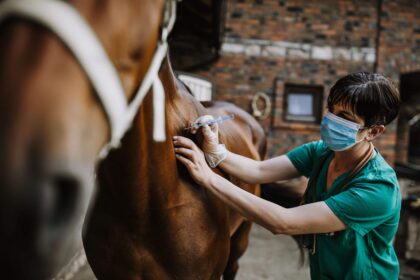 Horse vaccination