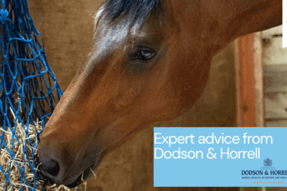 how much hay does a horse need image