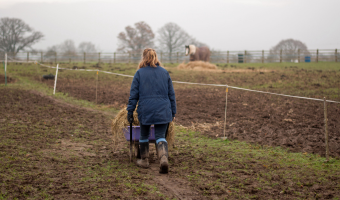 Horse owner pushing wheelbarrow through muddy field.