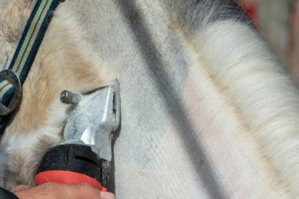 A pony being clipped