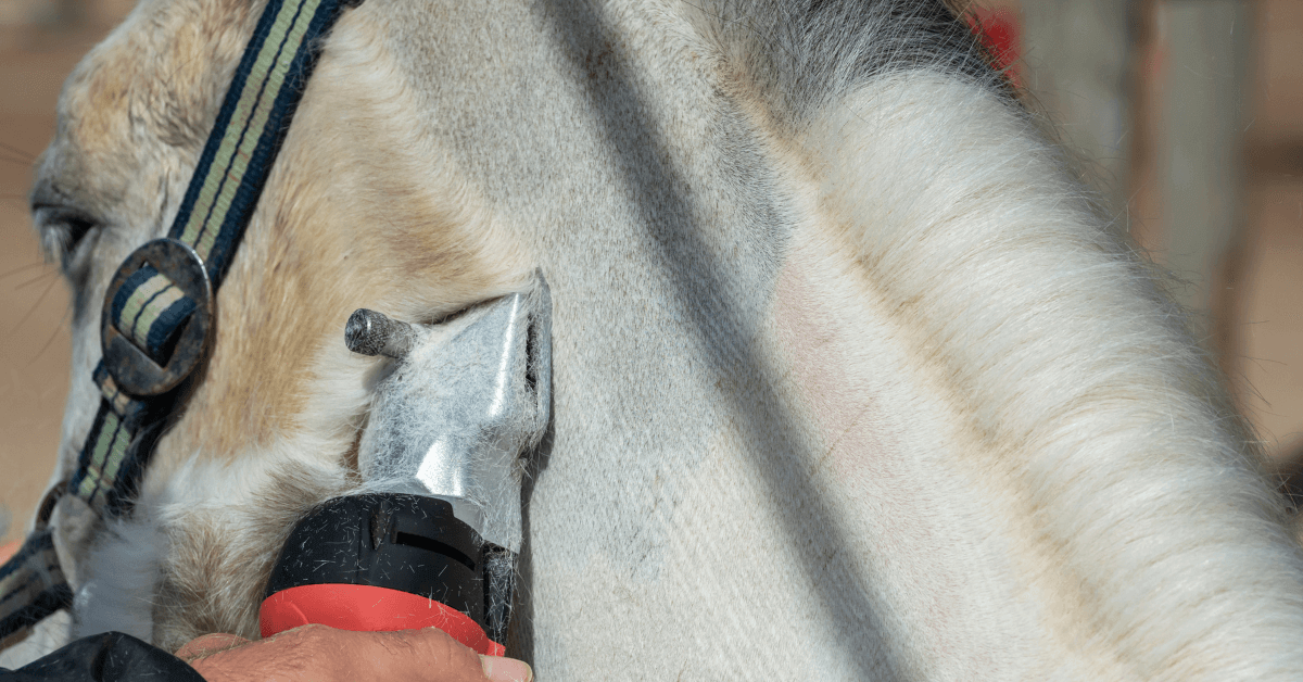 when should you clip your horse image