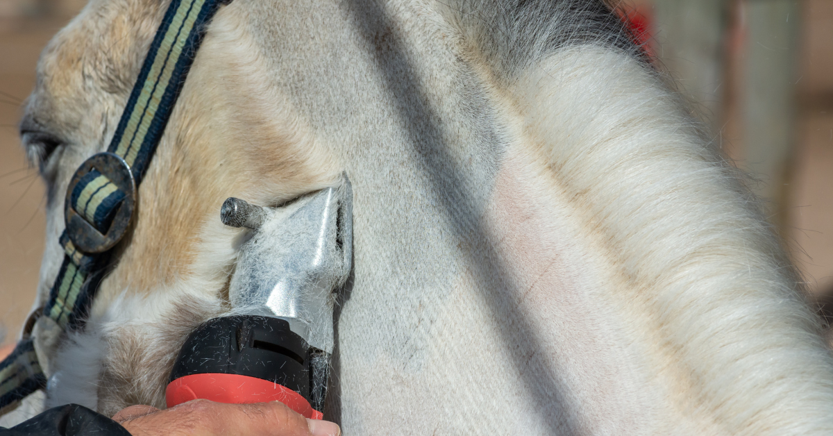 A pony being clipped