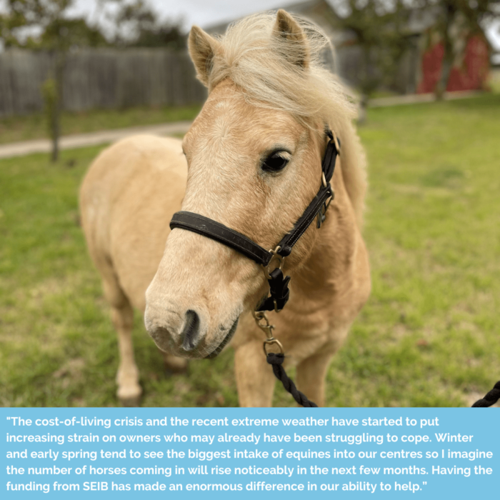 Image of Salvador the horse