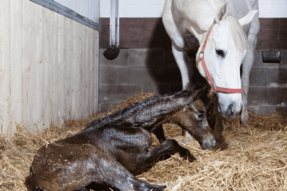 How long is a horse pregnant image of foal and mare