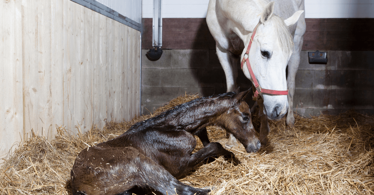 How long is a horse pregnant image of foal and mare