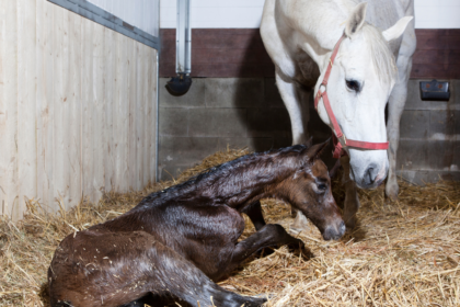 Image of a mare and foal