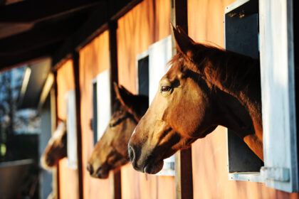 Horses in stables