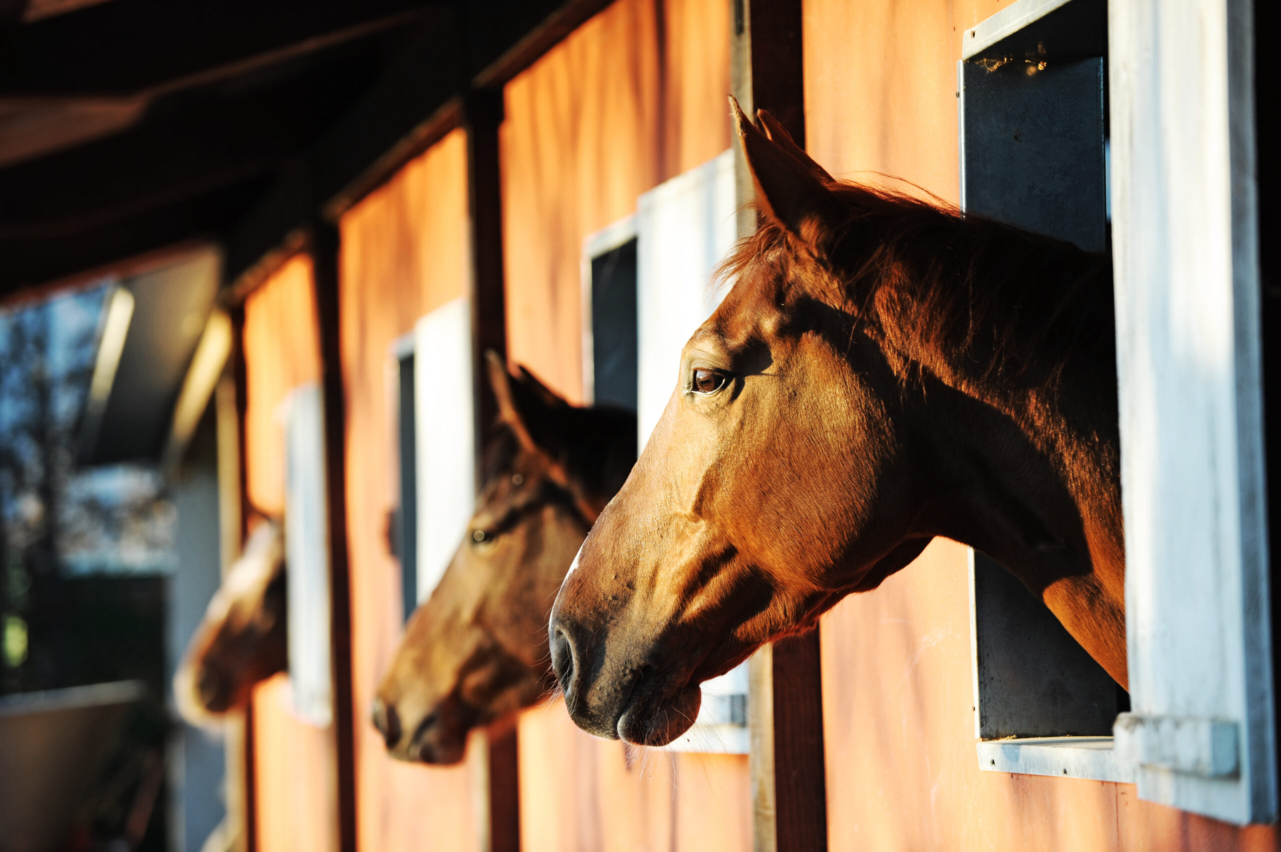 Horses in stables