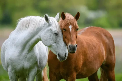 Two horses in a field