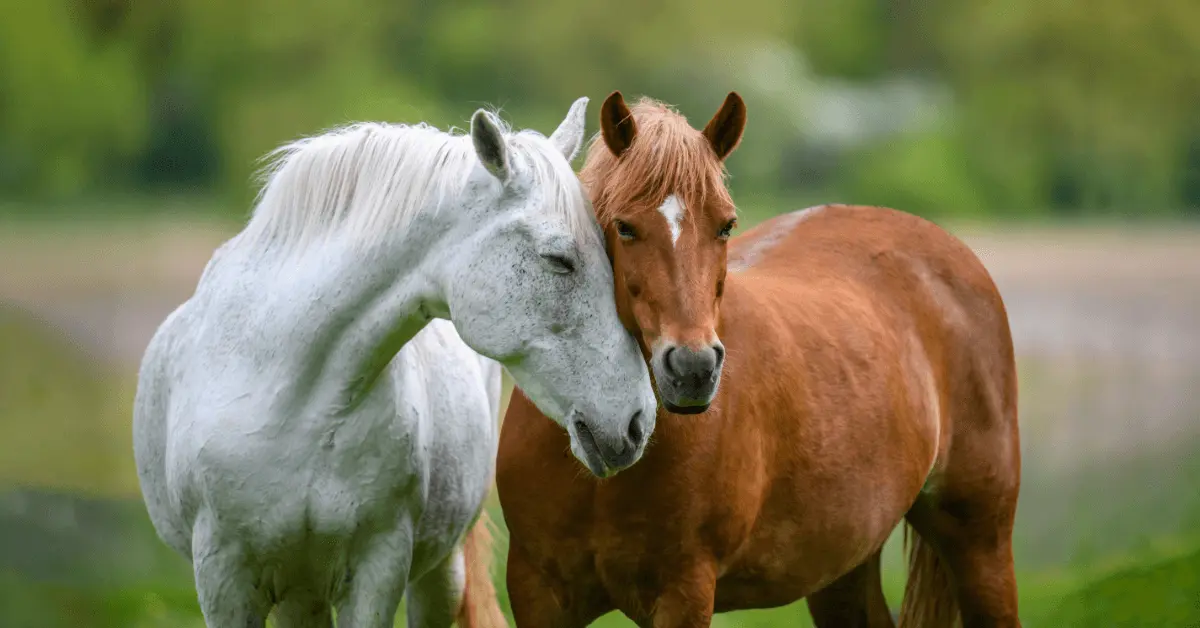 Two horses in a field