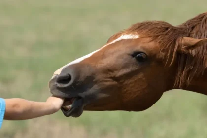 Horse biting hand