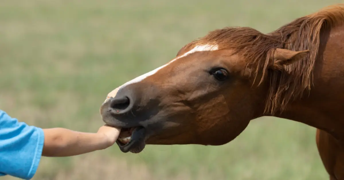 Horse biting hand