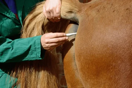 horse having it's temperature taken