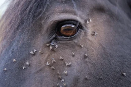 Horse with flies around eye