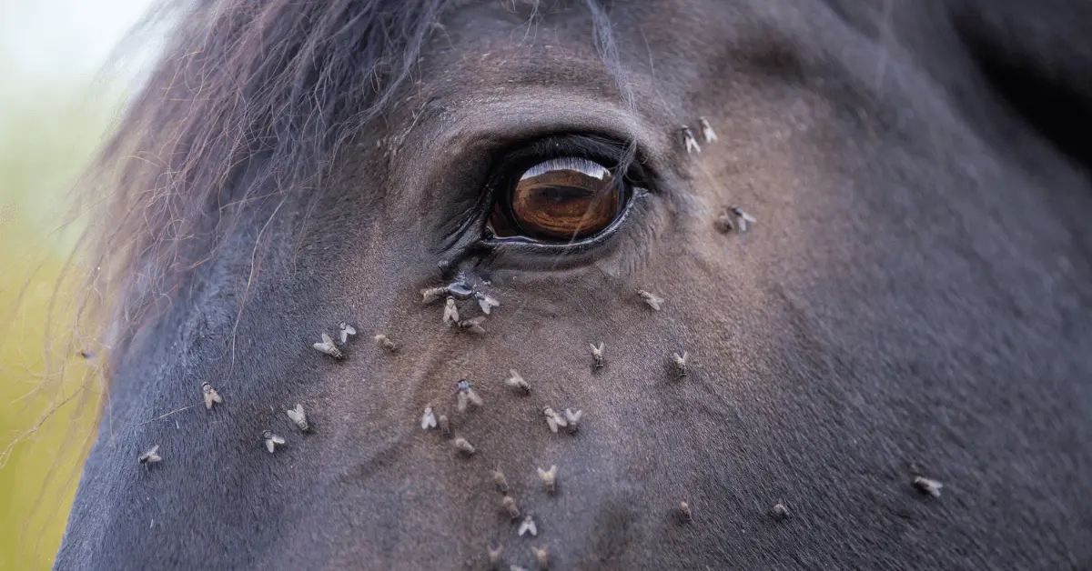 Horse with flies around eye