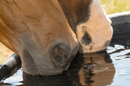 Horses drinking