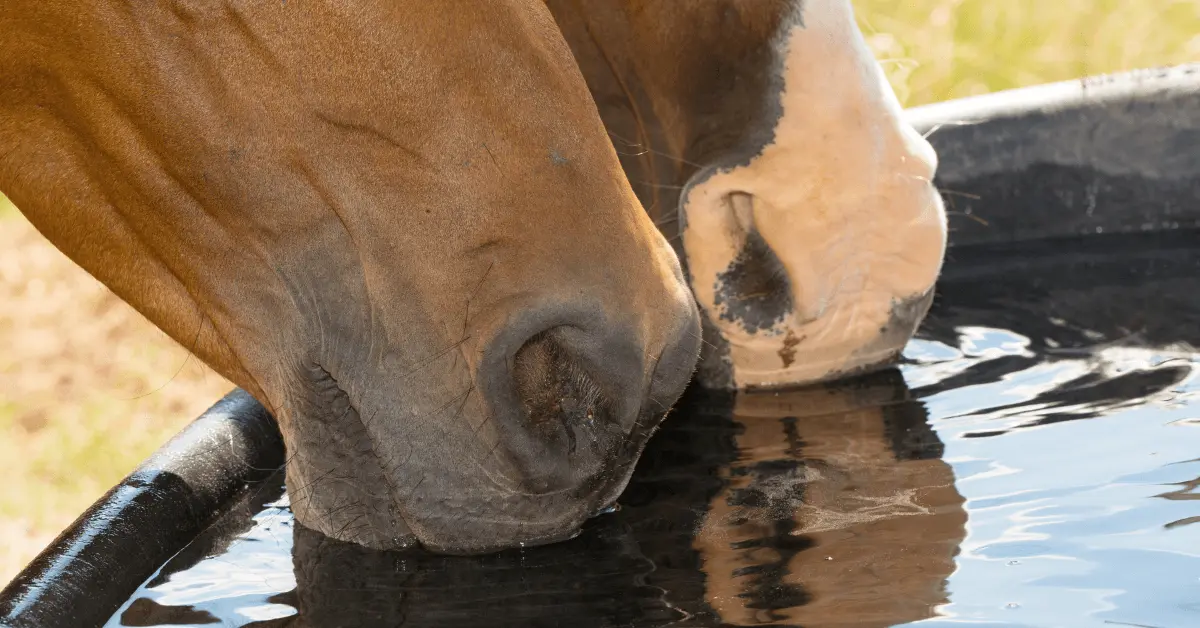 Horses drinking