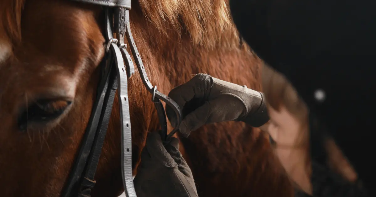 Rider putting a bridle on a horse