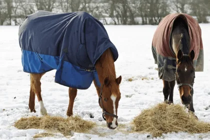 Horses eating hay in the snow