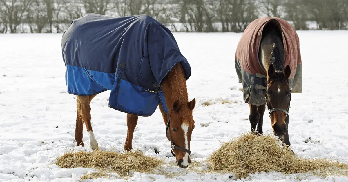 Horses eating hay in the snow