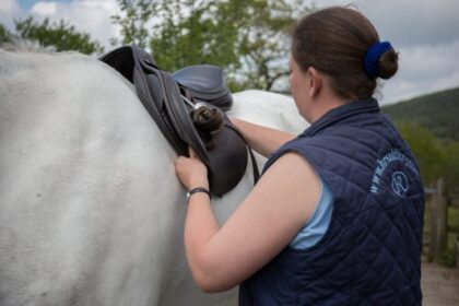 A saddle being fitted