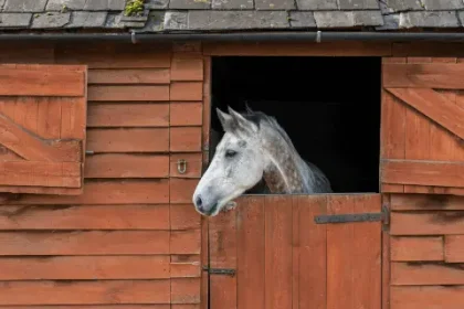 Horse with head over stable door