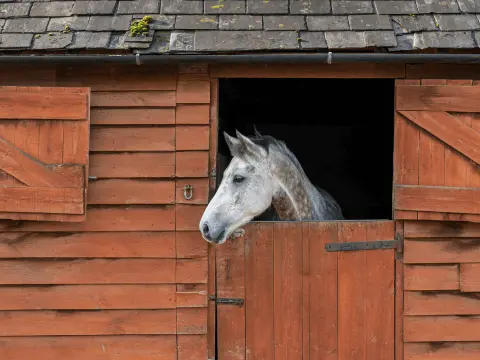 Horse with head over stable door