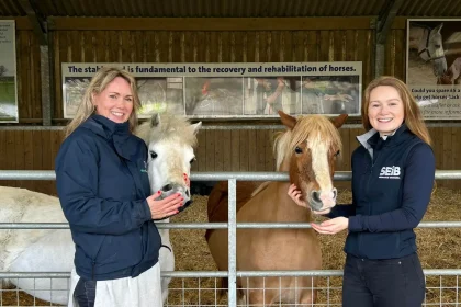 Two rescue ponies at World Horse Welfare