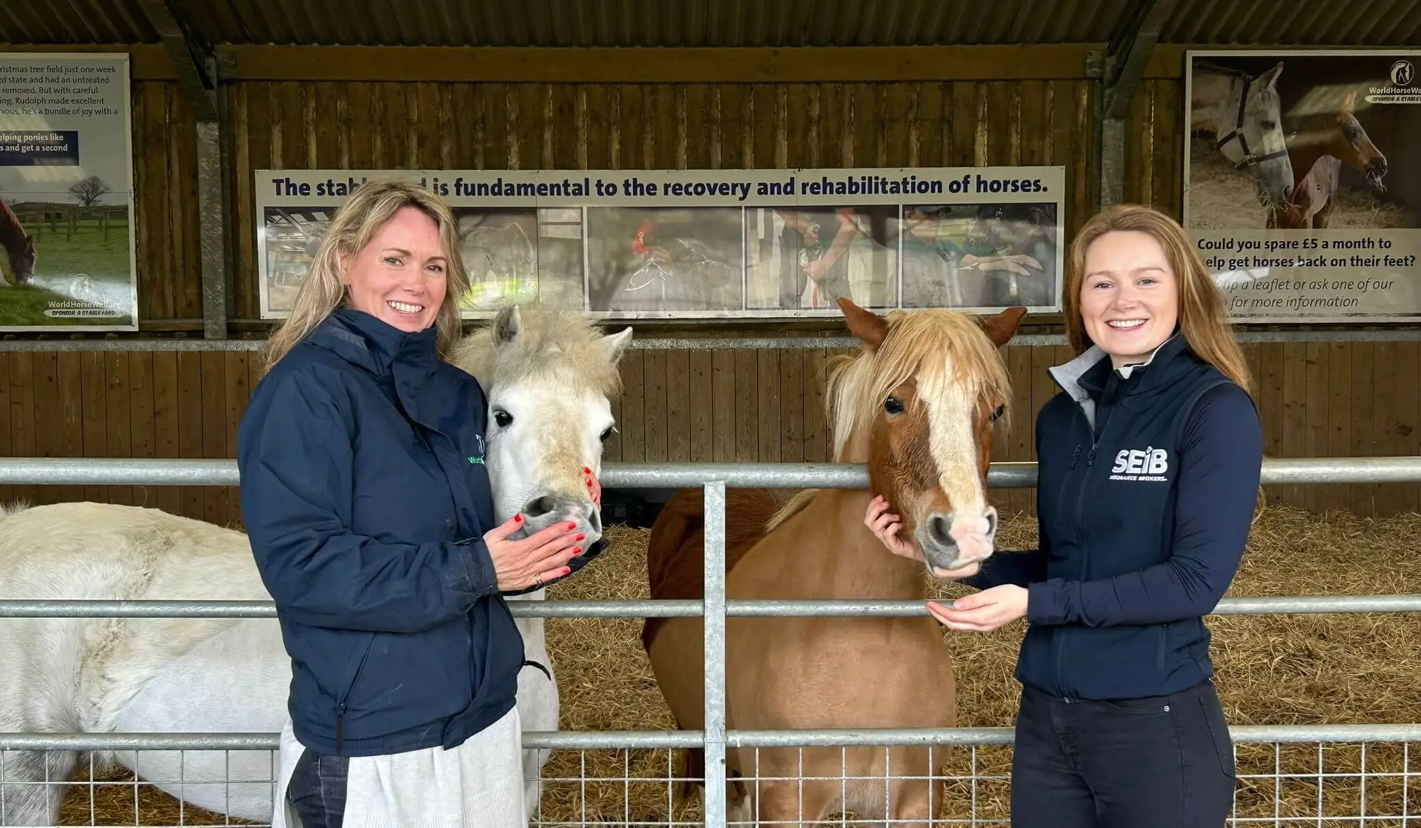 Two rescue ponies at World Horse Welfare