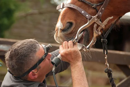 Equine dentist working on a horse