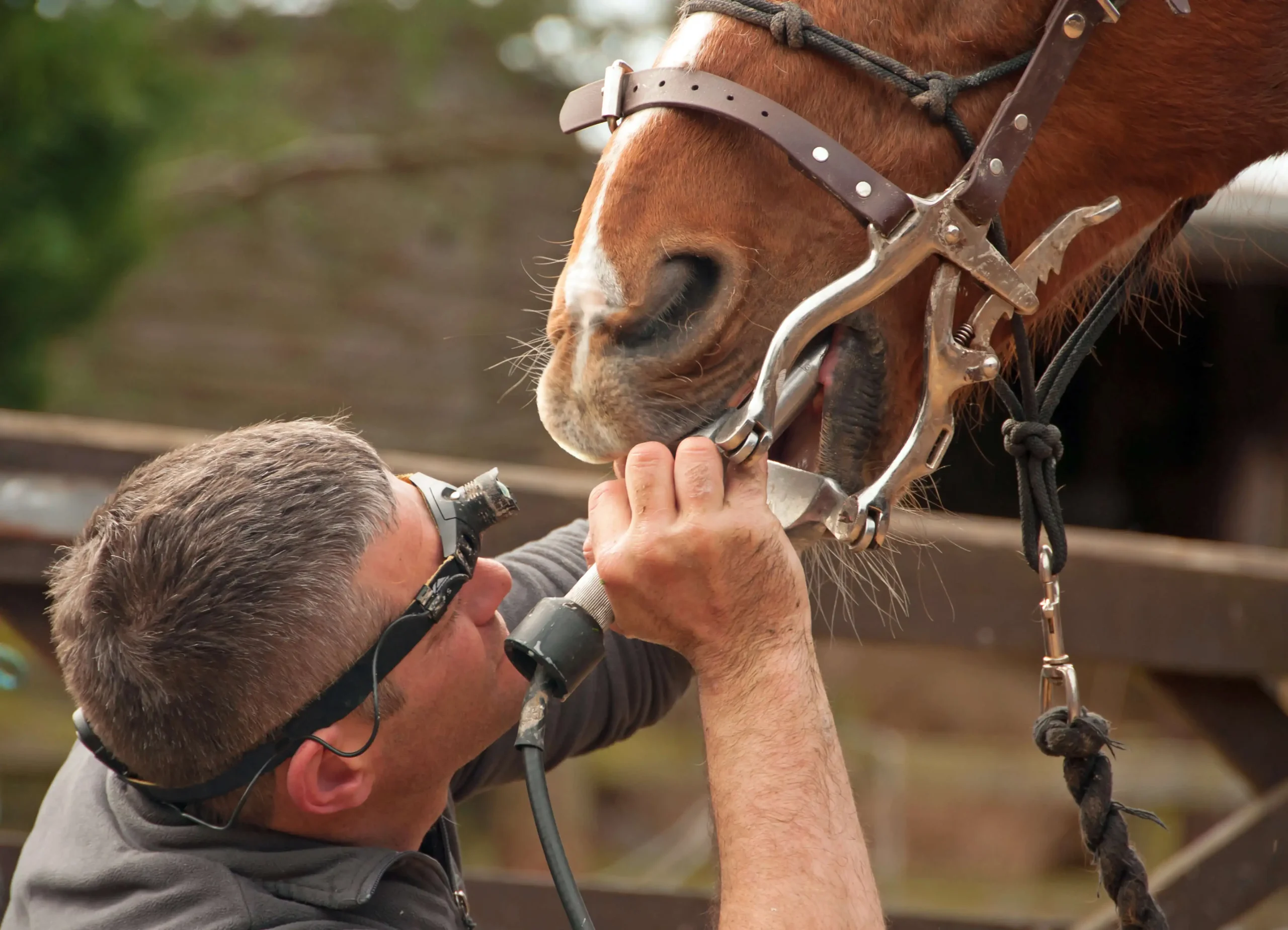 Equine dentist working on a horse