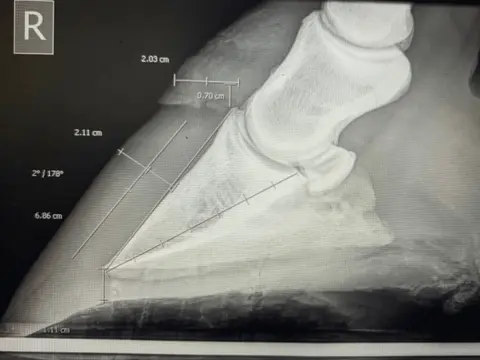 hoof xray