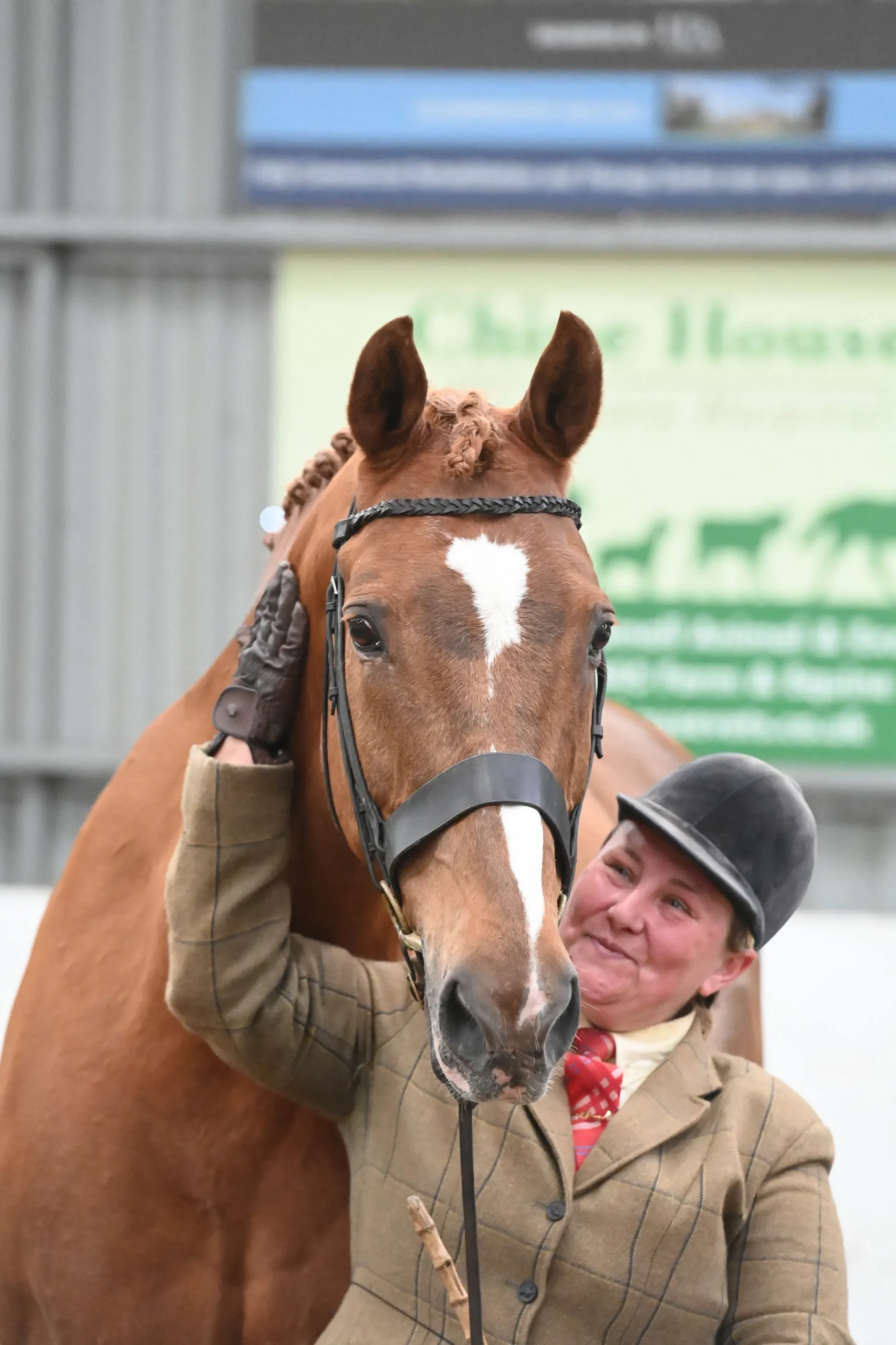 in-hand-horse-winner