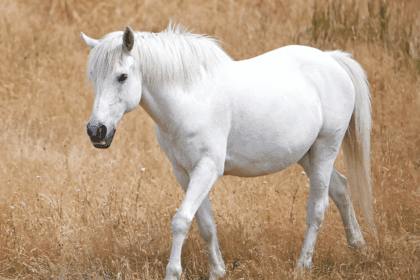 Grey Pony on Summer Paddock