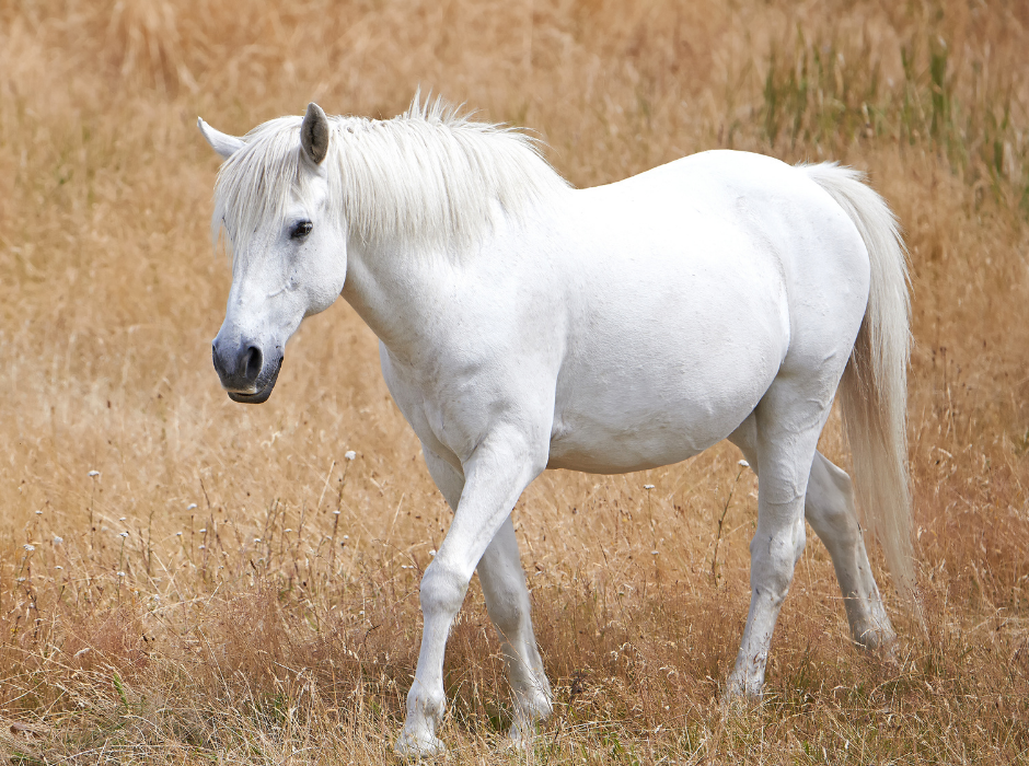 Grey Pony on Summer Paddock