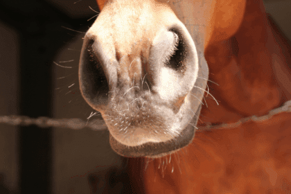 Horses Nose