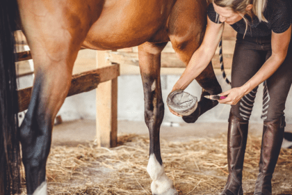 Picking A Horses Hoof