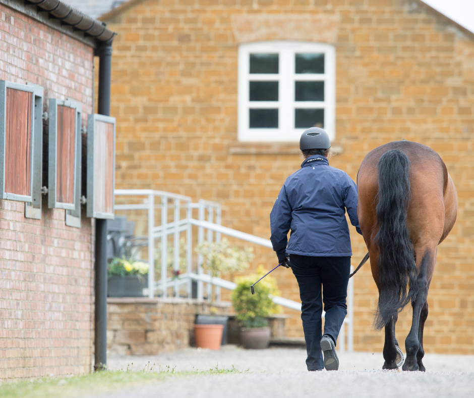 Horse Walking Up For Vetting